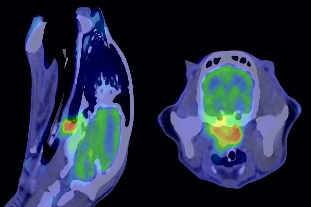 A PET-CT scan of a cat's head shows a tumour in the nasal pharyngeal area. Photo courtesy WCVM imaging. 